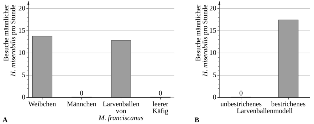 Balkendiagramm zu Besuchen männlicher H. miservis pro Stunde in verschiedenen Käfig- und Larvenballenmodellen.